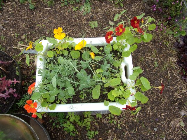 nasturtiums and pea shoots