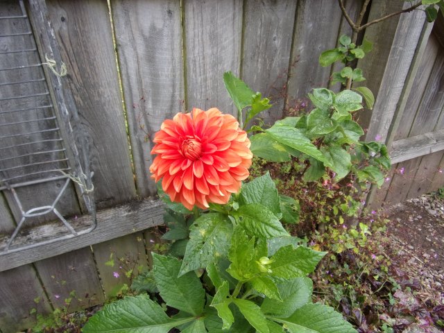 dahlia Happy Haloween