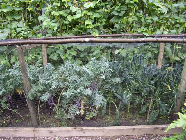 kale and runner beans
