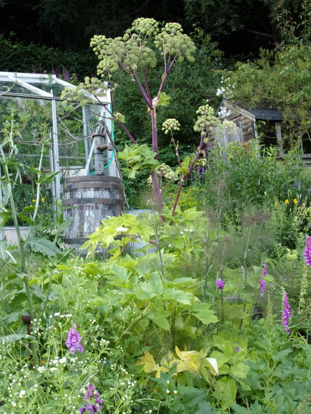 foxgloves amongst herbs