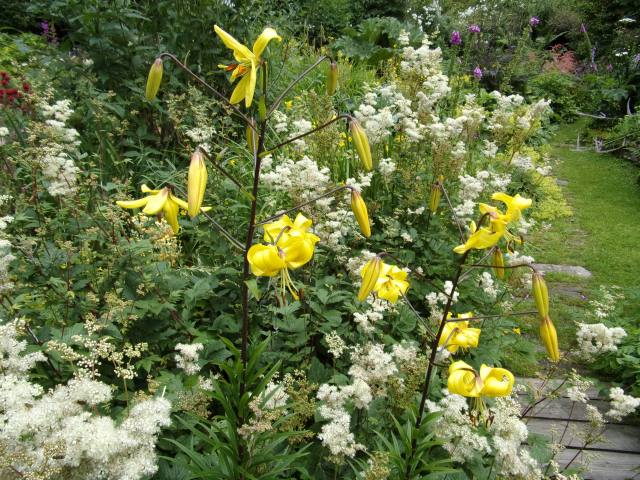 lilies and meadowsweet