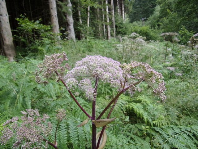 wild angelica along the river