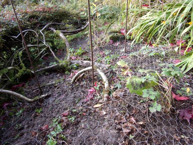 tulips covered in chicken wire