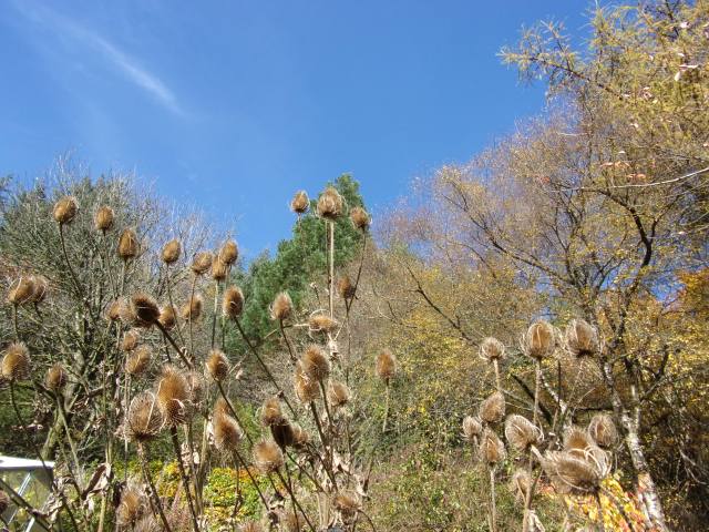 lysimachia punctata in its winter garb