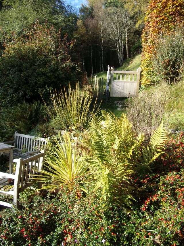 autumn berries and stems