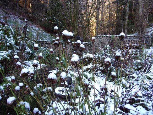 snow-tipped monarda seed-heads