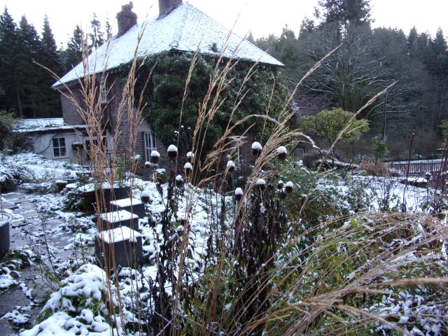 snow-sprinkled echinops