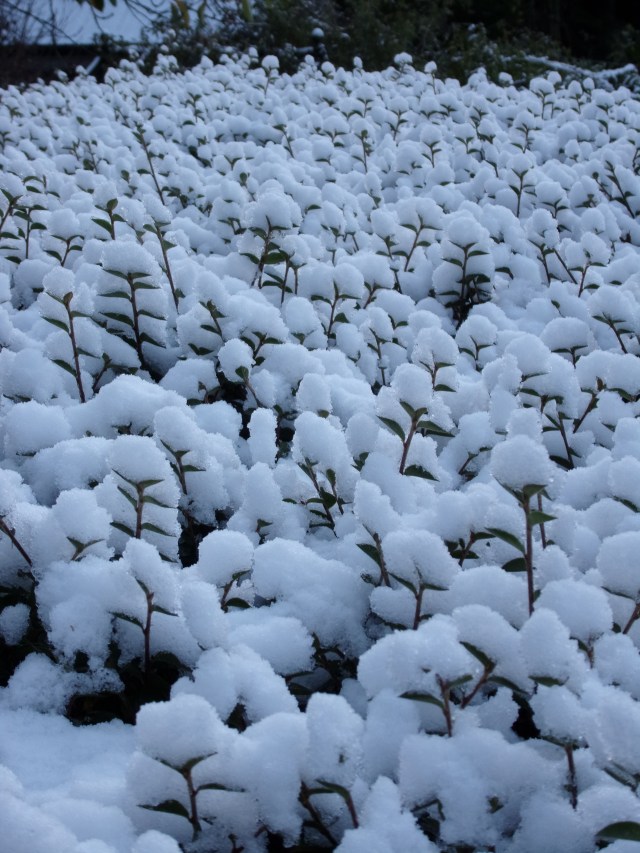 snow-sprinkled cotoneaster hedge
