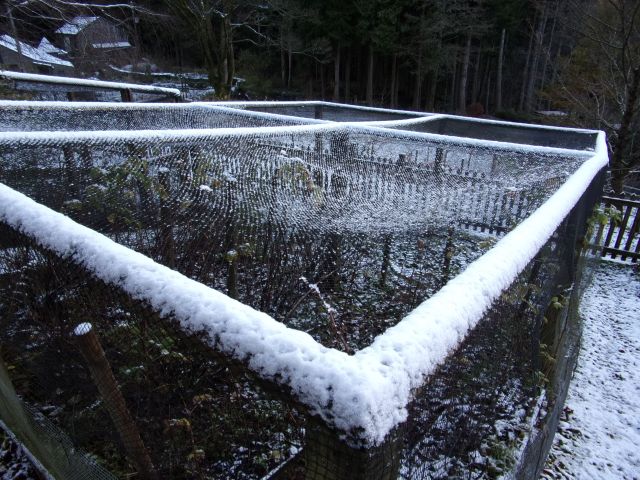 snow-sprinkled fruit cages