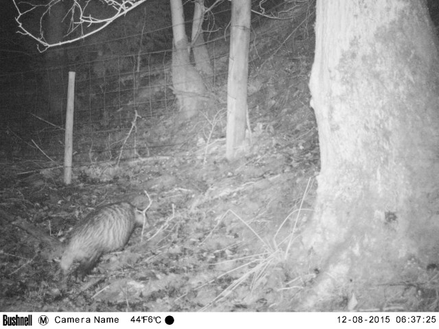 Mr B on his (or her) way home after a long night tulip hunting