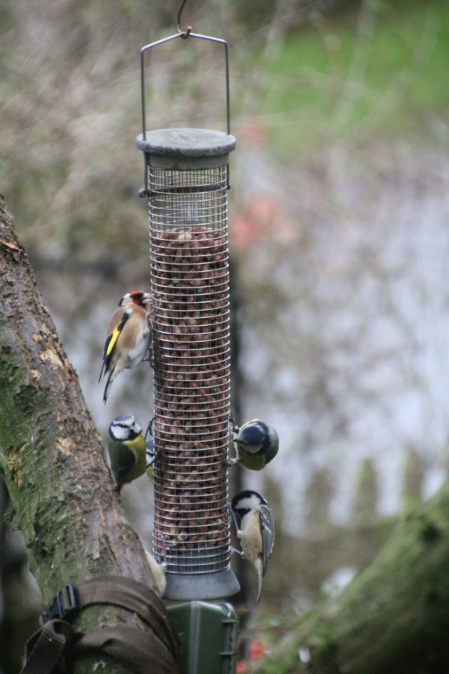 Goldfinch, blue and coal tits