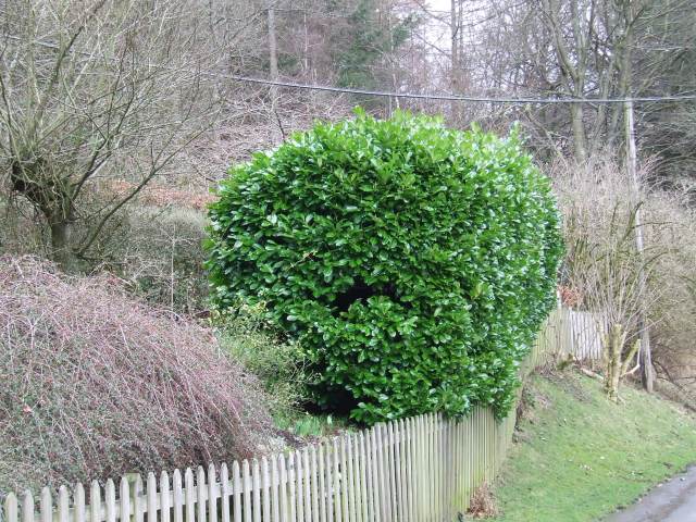 The Beast in all its glory