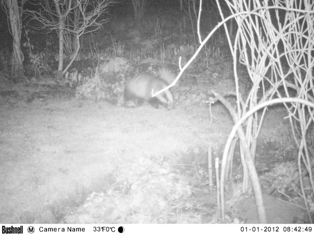 badger munching on chionoxidas