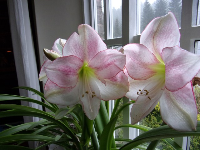 Amaryllis 'Apple blossom', I think