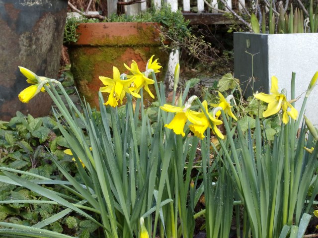 our earliest daffodils...awaiting the rest