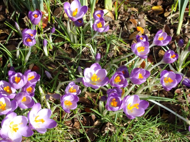 crocuses