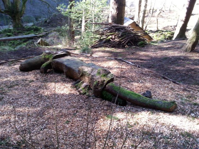 Croc, basking in the early morning sun