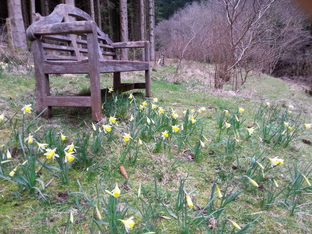 Wild daffs and bench by the river