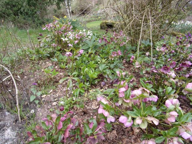 Hellebores