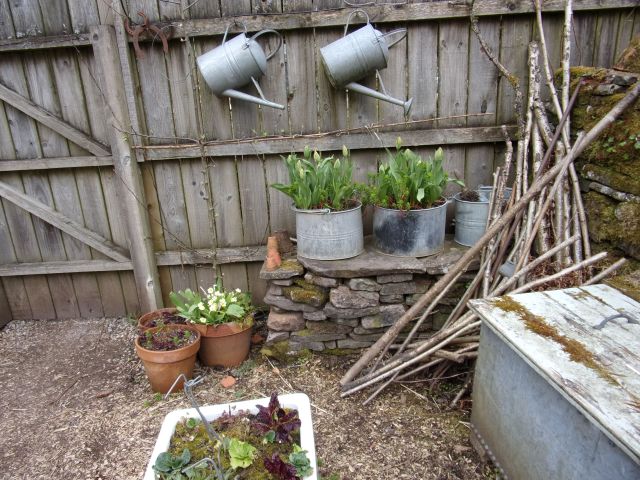 Orange favourite tulips not showing colour yet