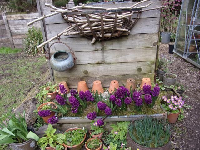 Hyacinth 'Woodstock'