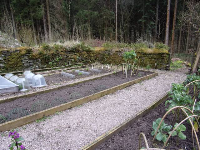runner bean tranches prepared - hazel tunnel to support them next task