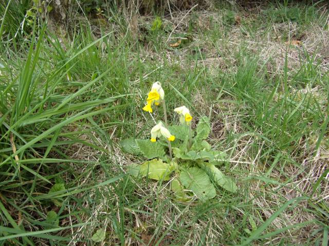 cowslips