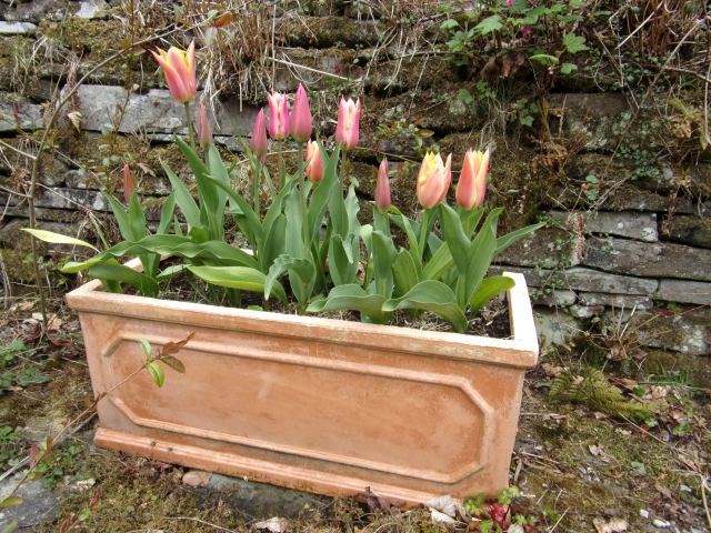 Marianne. First trough of tulips in full flower