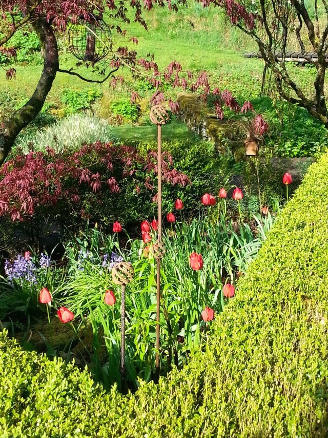 Tulips under the Japanese maple.