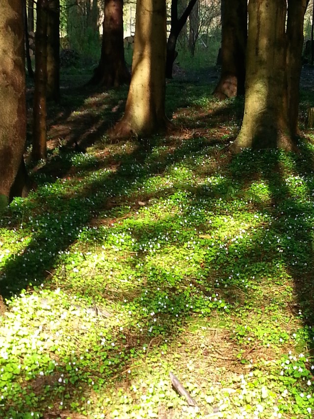 Lovely Wood Sorrel on the forest floor