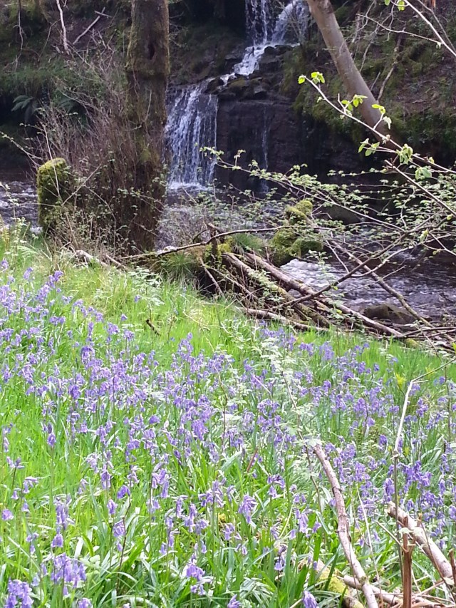Bluebells in abundance, by the waterfall