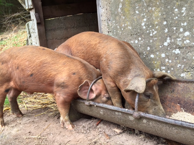 Roger getting stuck in over Ginger