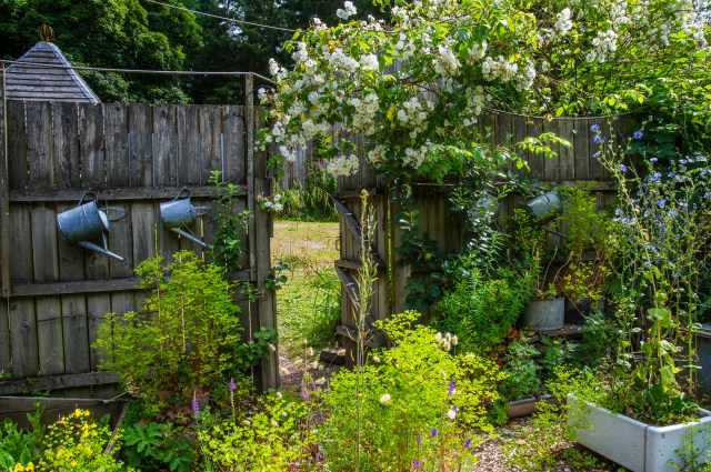 Espalier apples and old tin cans!