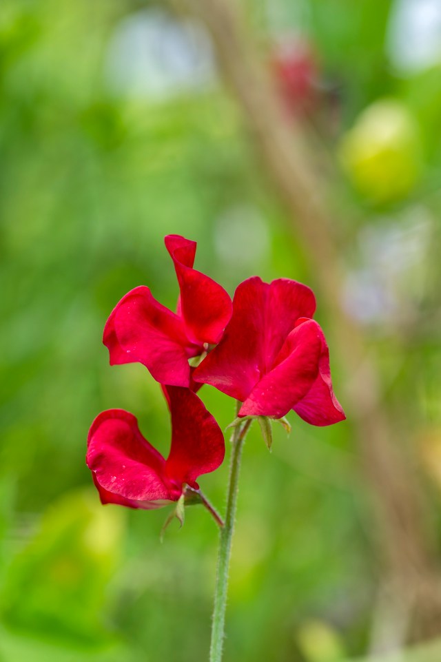 Sweet pea - one of the many smelly ones I grow