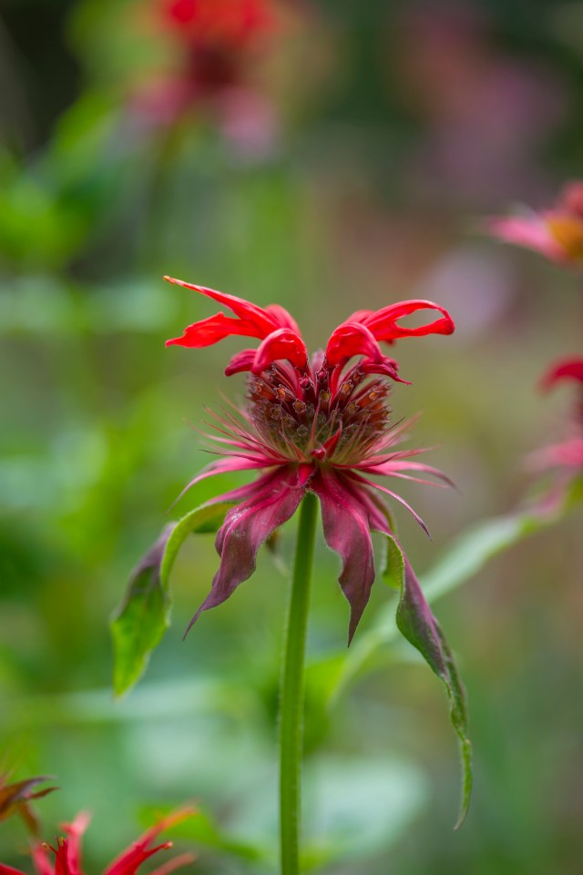 Monarda