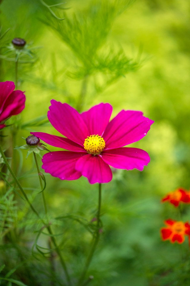 Cosmos 'the Dazzler'
