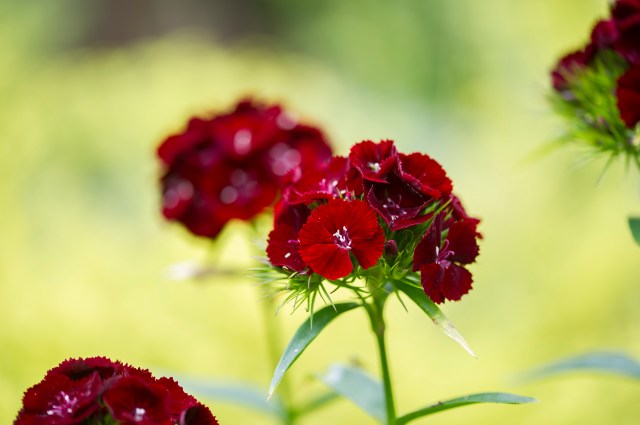 Sweet William Cherry Red