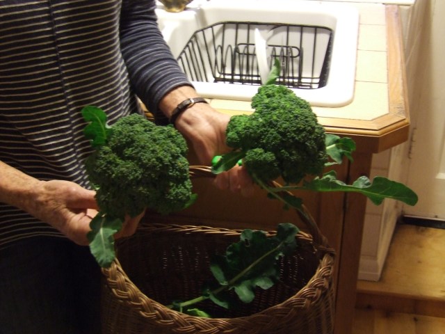 Broccoli in the kitchen