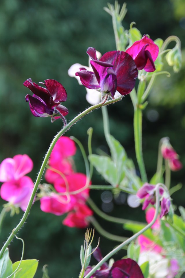 lovely sweet peas