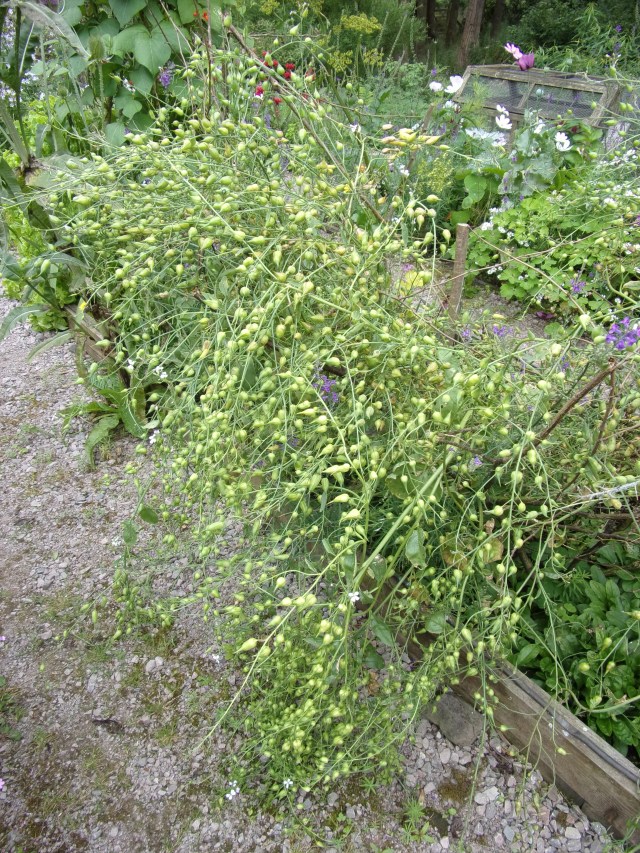 Munchen Bier radish seed pods