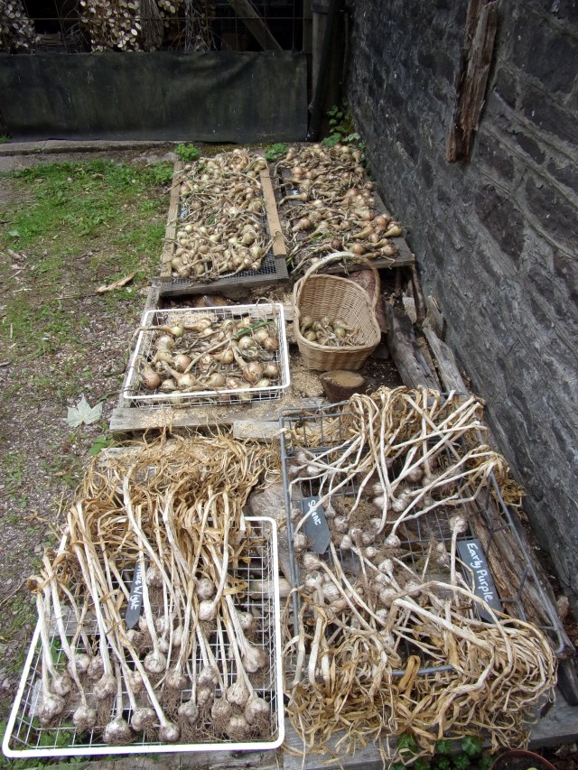 2016 garlic and onion crop drying in the woodyard