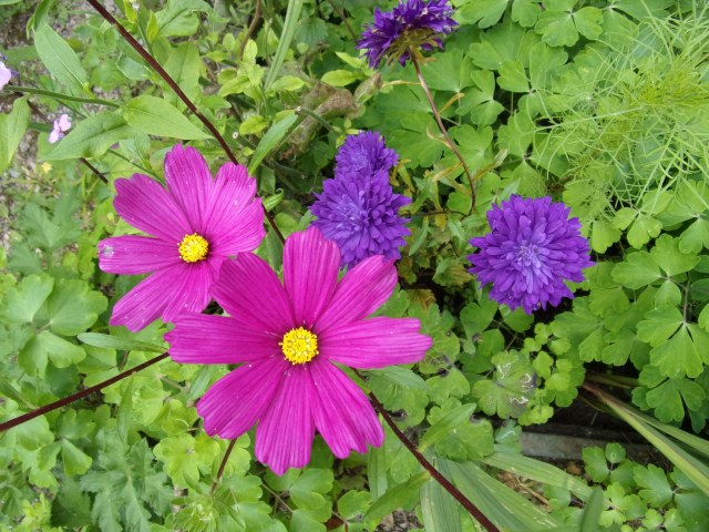 asters with cosmos