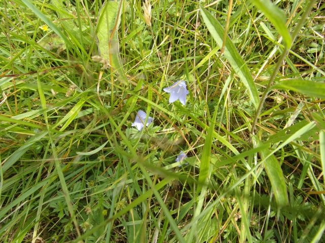 Harebells flowering in the grass