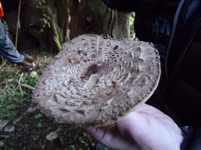 Shaggy Parasol