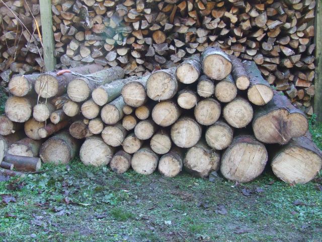 Some of the cut logs