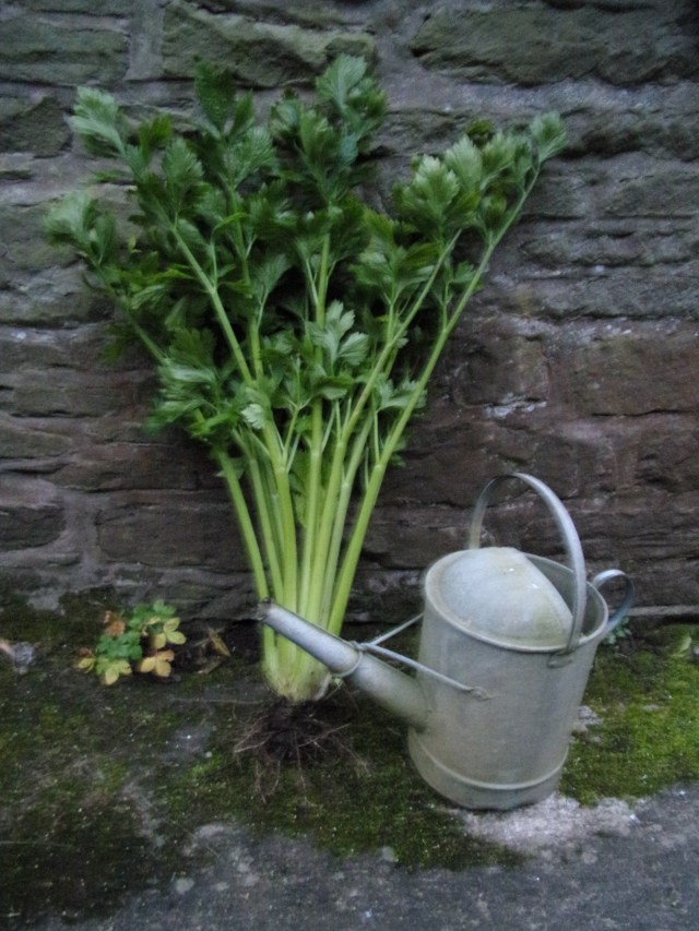 Celery