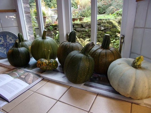 Pumpkins and squashes on the windowsill now