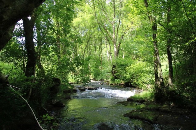 woodland and river
