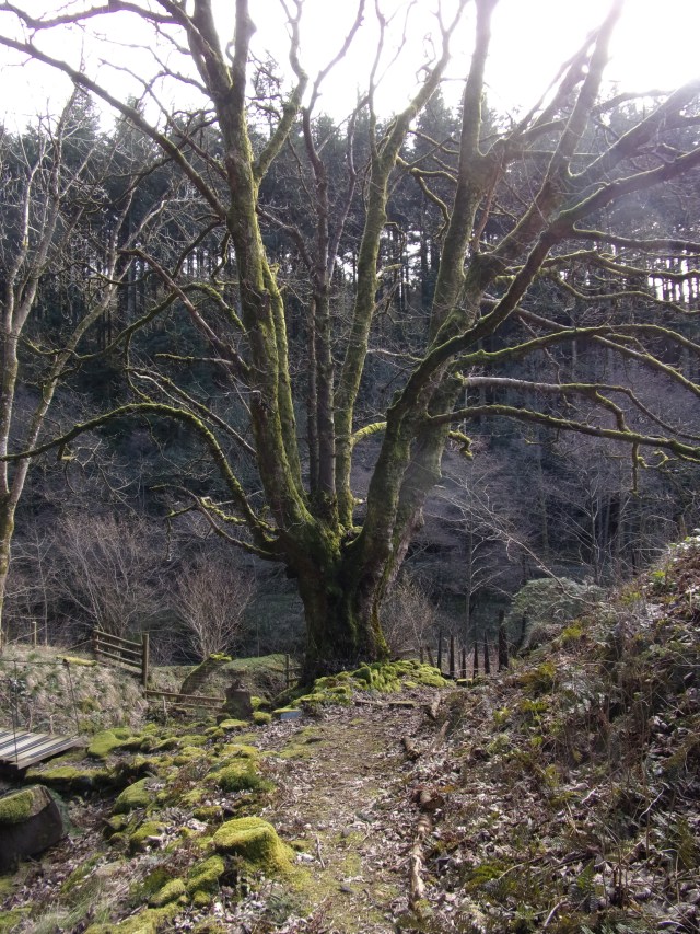 bare tree at start of project