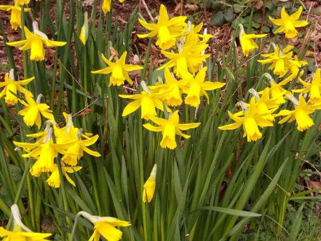 KODAK Digital Still Camera